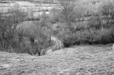 Ormandaki bir köpeğin siyah beyaz görüntüsü.