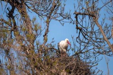 Ağaca tünemiş beyaz leylekler..