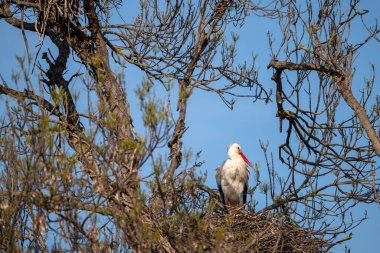 Beyaz başlı leylek ormandaki ağaçta