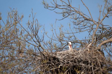 Bir bahar günü yuvada beyaz bir leylek.