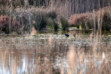 Gölde güzel bir kuş manzarası