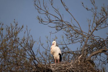 Mavi gökyüzü arkaplanı olan bir yuvada beyaz leylek