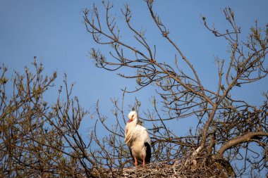 Yuvada beyaz leylek (ciconia ciconia)