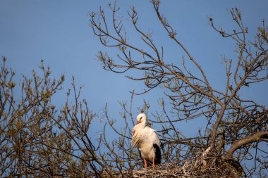Yuvadaki beyaz leylek