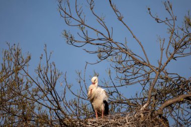 Beyaz leylek (ciconia ciconia ).