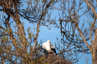 Beyaz bir yuva üzerinde oturan leylek