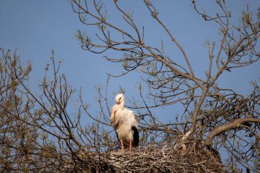 Yuvadaki beyaz leylek