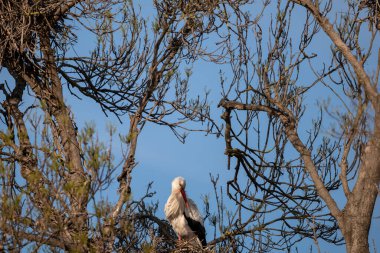 Yuvasında beyaz leylek