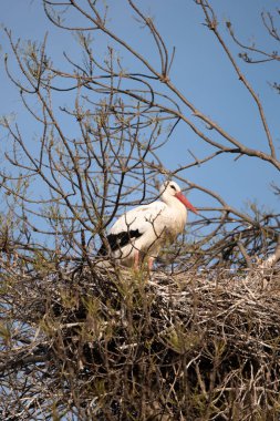 Yuvadaki beyaz leylek