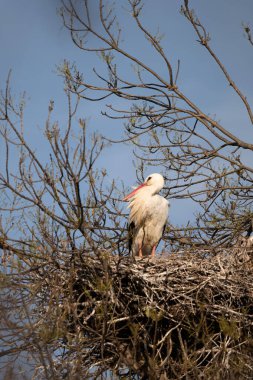 Bir yuvada beyaz leylek (ciconia ciconia)
