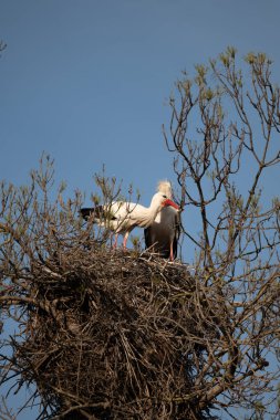 Leyleğin yuvasında ağaçtaki leylek