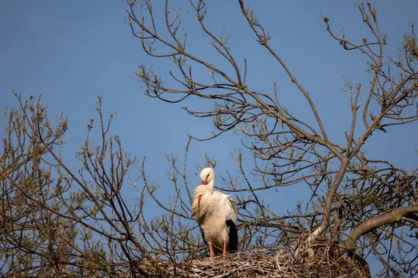 Beyaz leylek (ciconia ciconia ).