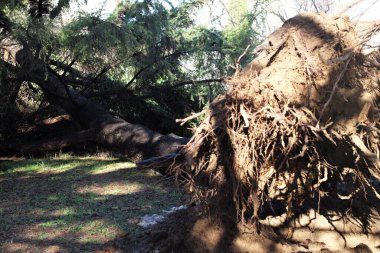 ormanda büyük ağacı