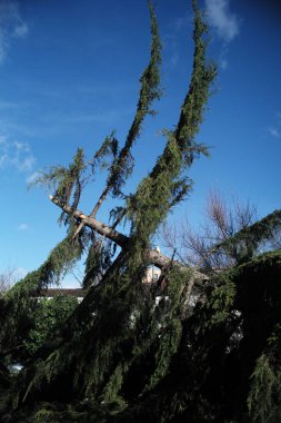 Ağaçlar ve fırtına bulutları