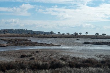 Tarlada bir ağaç olan manzara