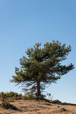 Dağlarda yalnız bir ağaç