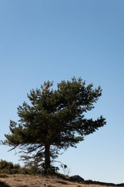 Bir ormanda çam ağacı