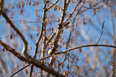 dallar üzerinde kuş