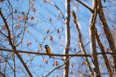 Bir dalda oturan bir kuş