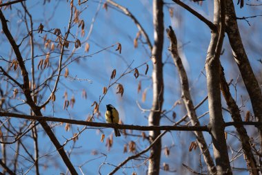 Sarı - dalda oturan bir şey yok