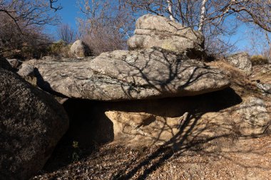rock in a forest