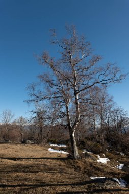 Güzel kış manzarası karla kaplı ağaçlar ve mavi gökyüzü