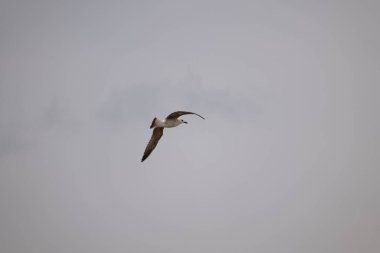 Gökyüzünde uçan martı