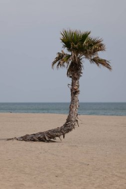 kumlu plajda palmiye ağaçları