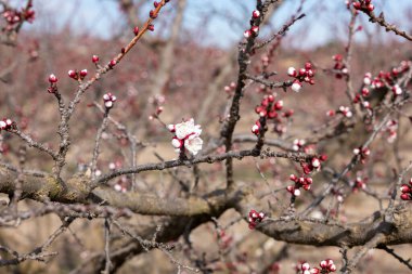 Güzel botanik fotoğrafı, doğal duvar kağıdı.