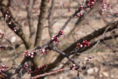 Bahçedeki ağaçta kırmızı meyveler