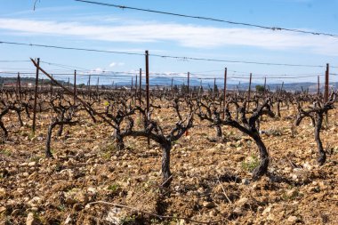 Sonbaharda kuru toprağı olan üzüm bağları