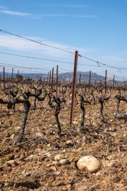 Portekiz adasındaki üzüm bağı.