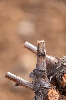 Bulanık arkaplanı olan kuru bir ağaç dalının yakın plan görüntüsü.