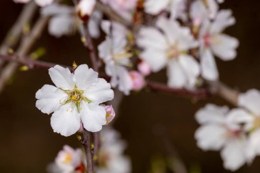 Bahçede beyaz çiçekler