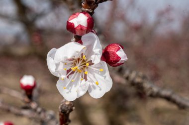 Kiraz çiçekleri kapanıyor. bahar arkaplanı