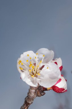 Beyaz arka planda bahar çiçekleri