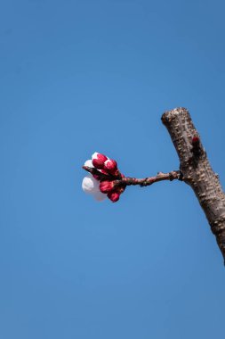 Güzel botanik fotoğrafı, doğal duvar kağıdı.