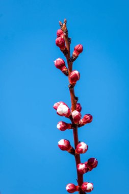 Güzel botanik fotoğrafı, doğal duvar kağıdı.