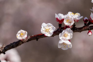 Güzel çiçeklerin güzel manzarasını kapat.