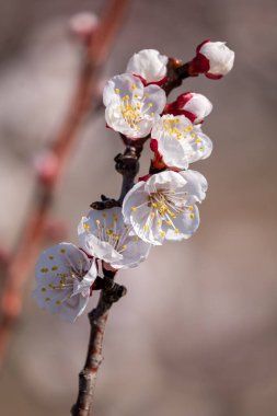 Bahçede beyaz çiçekler
