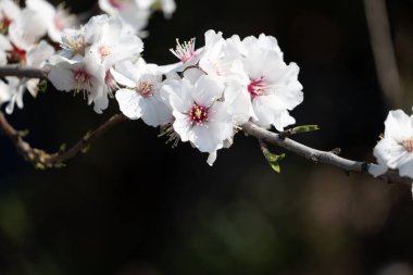 Güzel botanik fotoğrafı, doğal duvar kağıdı.