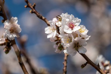 Japonya 'da ilkbaharda açan güzel kiraz ağacı.