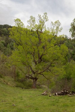 Dağın kırsal kesimindeki yaşlı ağaç