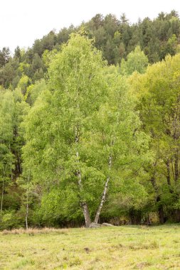 Ormandaki yeşil ağaç