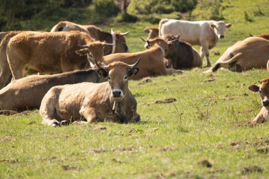 Bir grup inek tarlada.