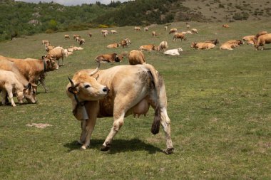 Dağlardaki bir çayırda sığır sürüsü