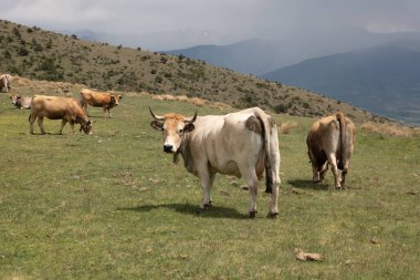 dağlar mera üzerinde ineklerin