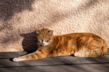 Kırmızı kedi yerde yatıyor, güneş ışınları