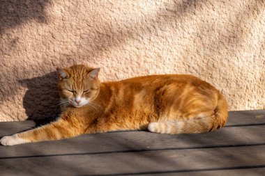 Kırmızı kedi güneş ışığında sokakta yatıyor..
