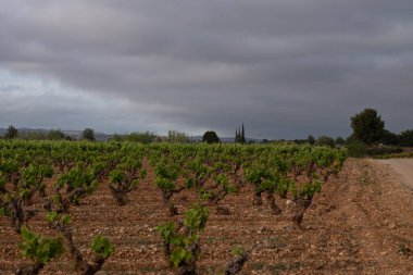 Köydeki üzüm bağları.